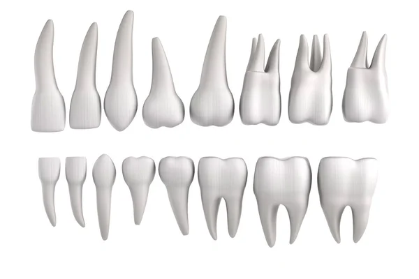 Rendu 3d réaliste des dents humaines — Photo