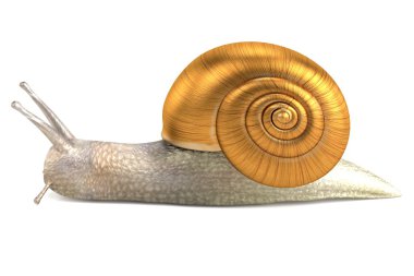 salyangoz gerçekçi 3d render