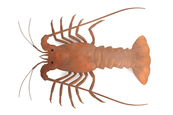 Realistic 3d render of crustacean - spiny lobster — Stock Photo, Image