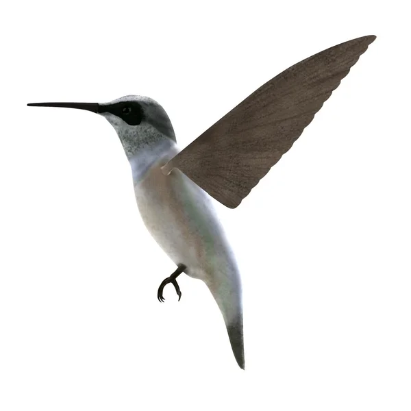 Realistische 3d render van colibri — Stockfoto