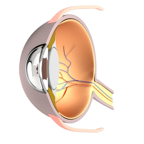 Ρεαλιστική 3d καθιστούν του ματιού — Φωτογραφία Αρχείου