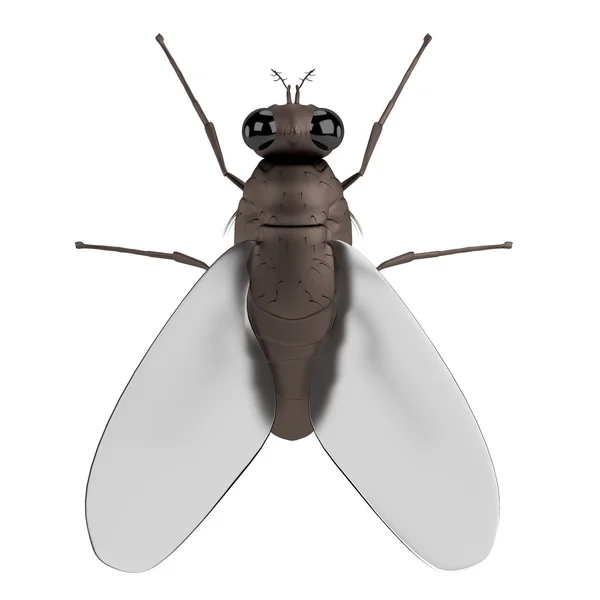 Realistische 3D-Darstellung der Fliege — Stockfoto