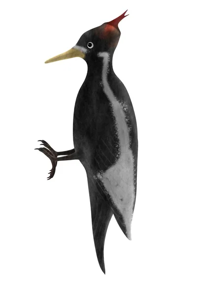 真实的 3d 渲染的啄木鸟 — 图库照片