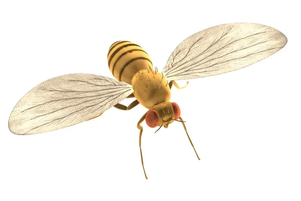 Realistic 3d render of drozophila melanogast — Stock Photo, Image