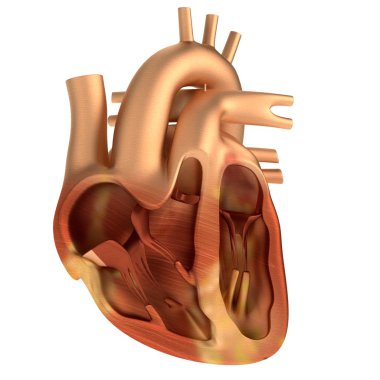 insan kalbinin gerçekçi 3d render