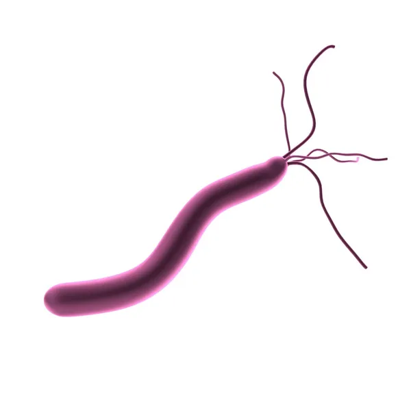 Realistische 3D-Darstellung von Helicobacter pylori — Stockfoto