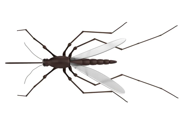 Renderização 3d realista de mosquito — Fotografia de Stock