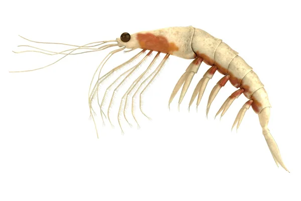 Rendu 3d réaliste de crustacés - krill — Photo