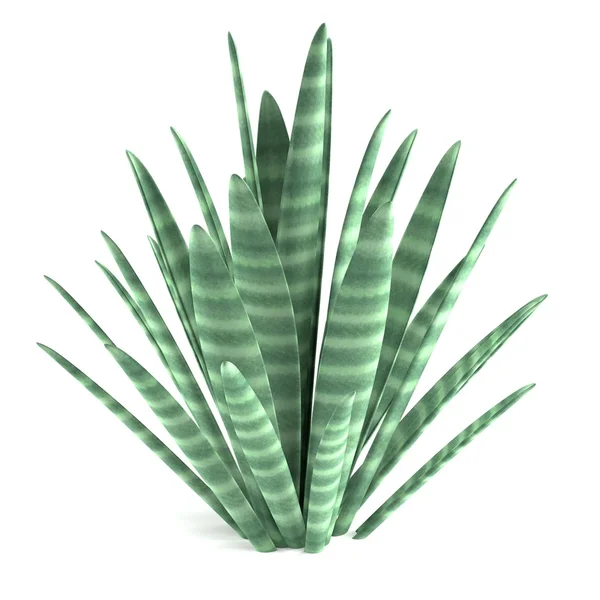 真实的 3d 渲染的沙漠植物 — 图库照片