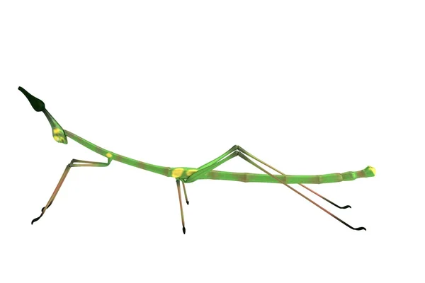 Realista 3d renderizado de insecto palo — Foto de Stock