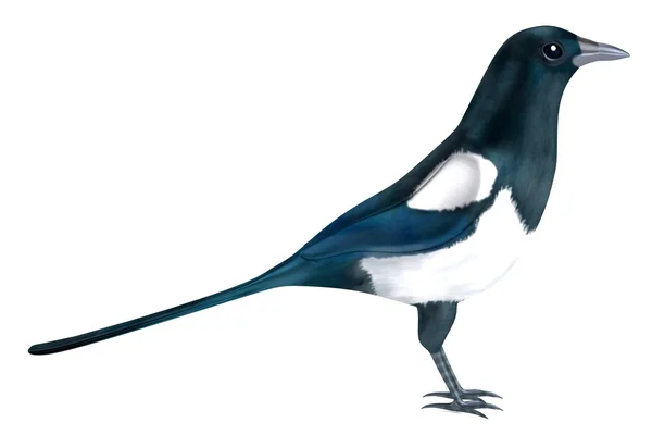 Realistic 3d render of magpie — Stock Photo, Image