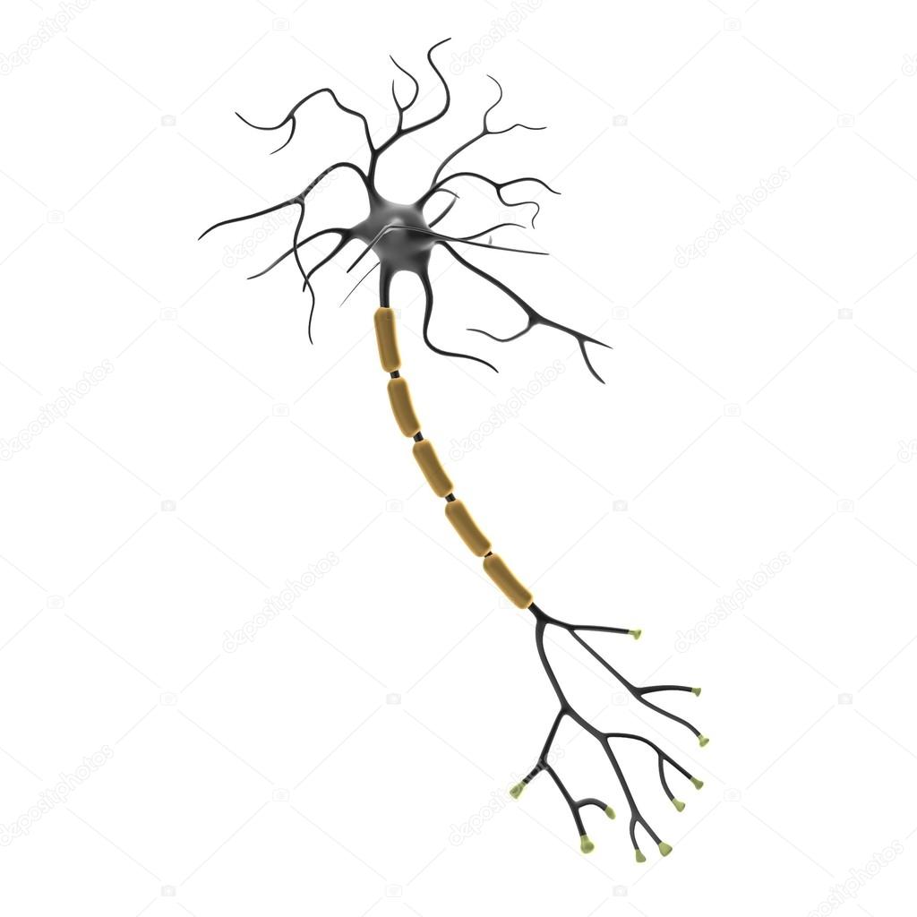 Realistic 3d render of neuron