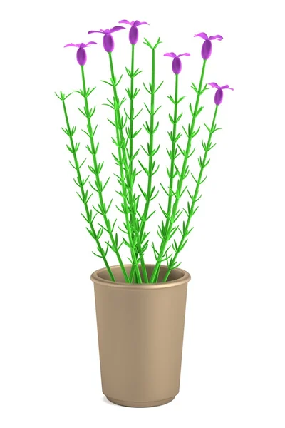 Realista 3d renderizado de lavendula —  Fotos de Stock