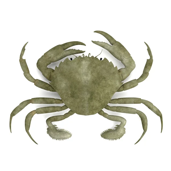 Realista 3d renderizado de crustáceos - liocarnicus vernalis — Foto de Stock