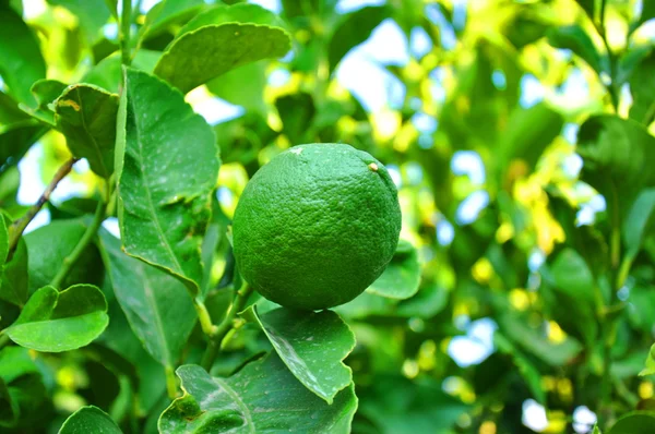 Foto de fruto de limão não maduro — Fotografia de Stock