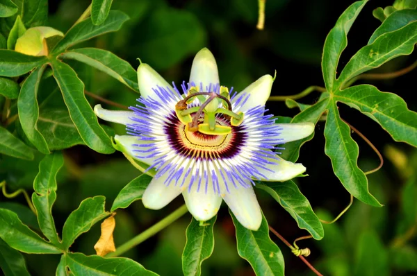 Photo of flower (vegetation on Samos island) — Stock Photo, Image