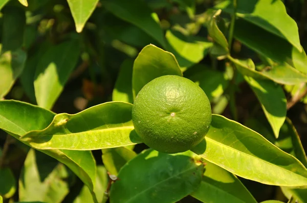 Фото незрелых лимонных фруктов — стоковое фото