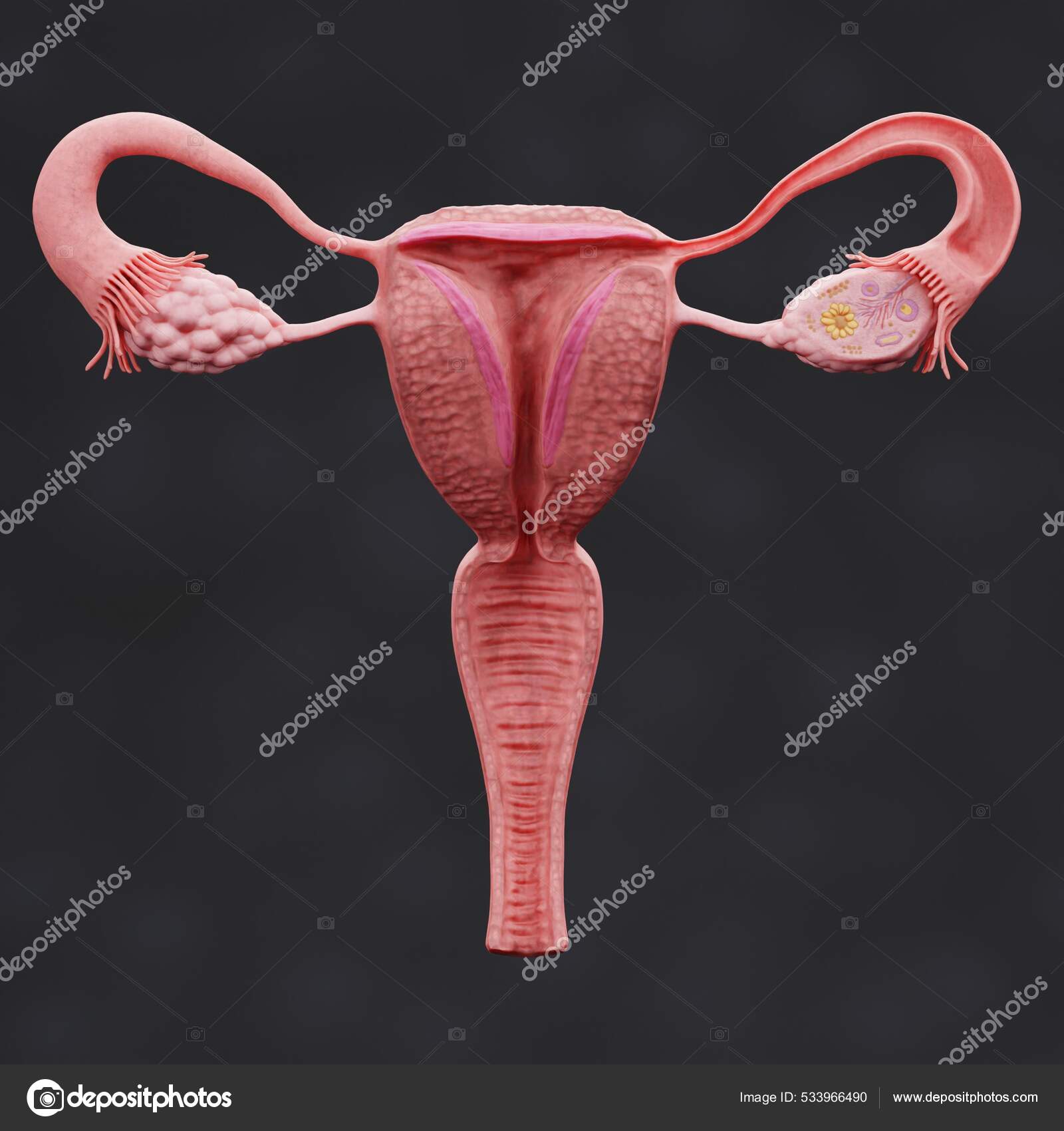 Realistic Render Female Reproductive System — Stock Photo © 3drenderings  #533966490, image size:1600x1700