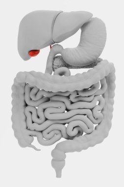 İnsan Sindirim Sistemi 'nin Gerçekçi 3B Hazırlaması