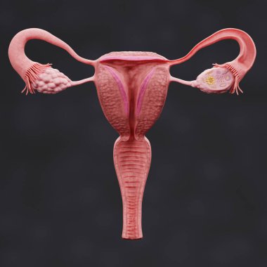 Kadın Üreme Sistemi 'nin Gerçekçi 3B Hazırlaması