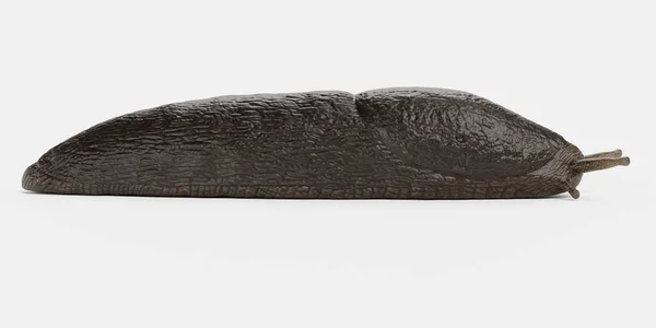 Realistic Render Black Slug — Stock Photo, Image