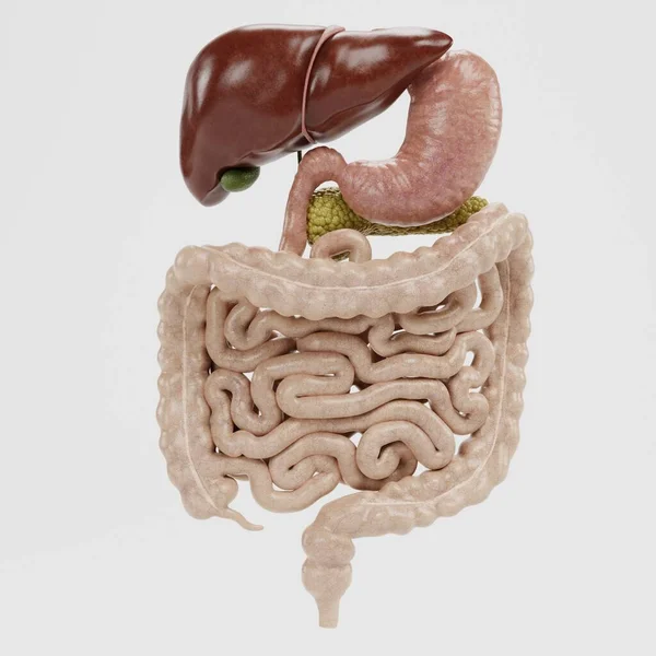Renderização Realista Sistema Digestivo Humano — Fotografia de Stock