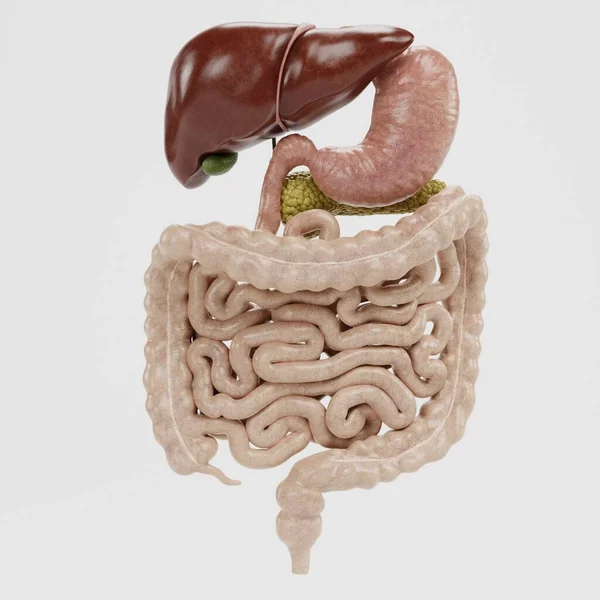 Realistische Render Van Het Menselijk Spijsverteringsstelsel — Stockfoto