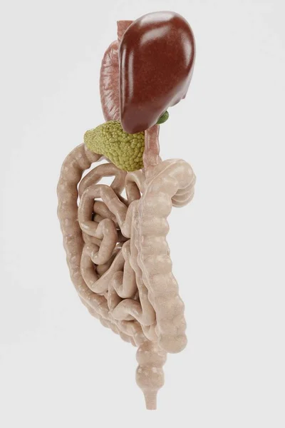 Realisztikus Render Human Digestive System — Stock Fotó