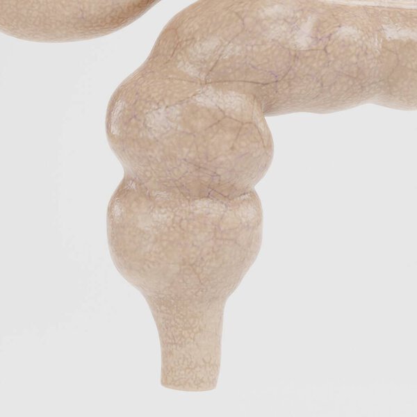 Реалистичный 3D-рендер пищеварительной системы человека