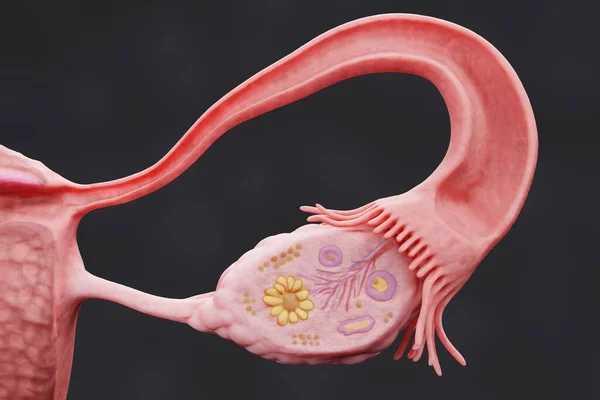 Realistische Darstellung Des Weiblichen Fortpflanzungssystems — Stockfoto