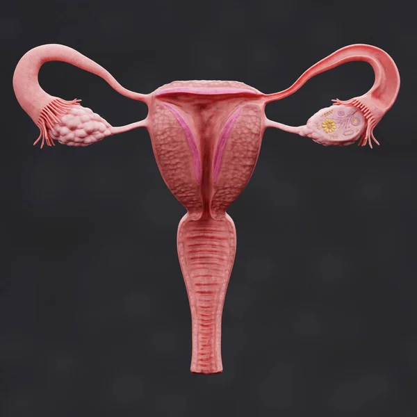 Render Realistico Del Sistema Riproduttivo Femminile — Foto Stock