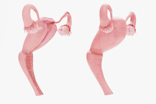 Realistic Render Female Reproductive System — Stock Photo, Image