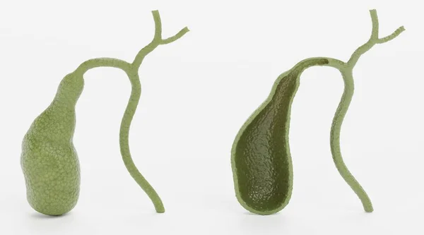 Realistic Render Gallbladder — Stock Photo, Image