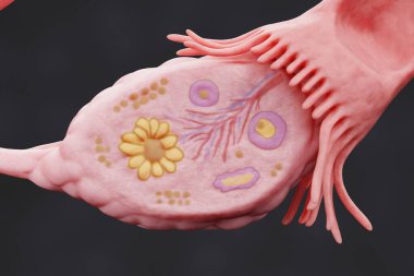 Kadın Üreme Sistemi 'nin Gerçekçi 3B Hazırlaması