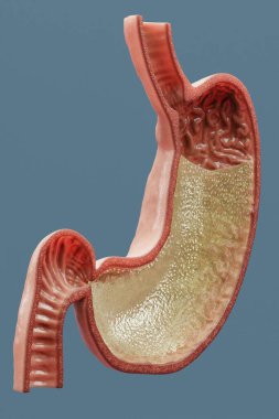 Gastrik Asitin Gerçekçi 3B Hazırlaması
