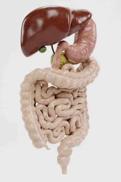 Render Realistico Del Sistema Digestivo Umano — Foto Stock