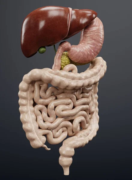 现实的人类消化系统3D渲染 — 图库照片