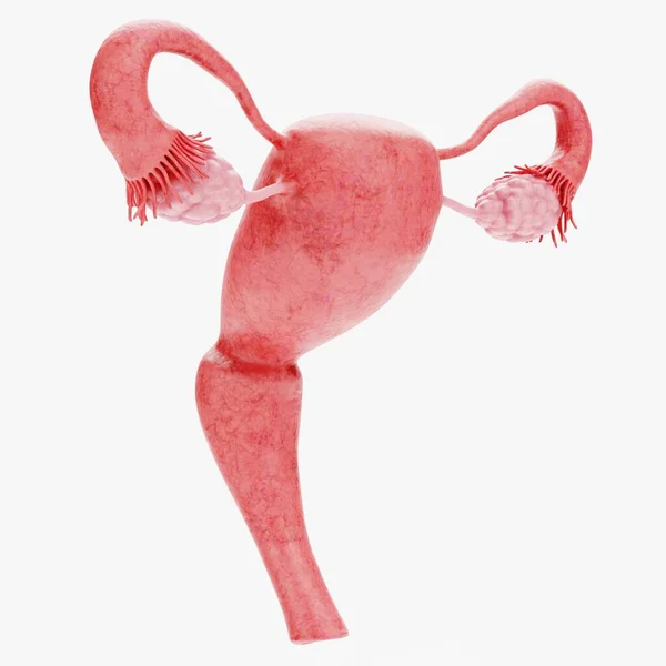 女性の生殖システムの現実的な3Dレンダリング — ストック写真