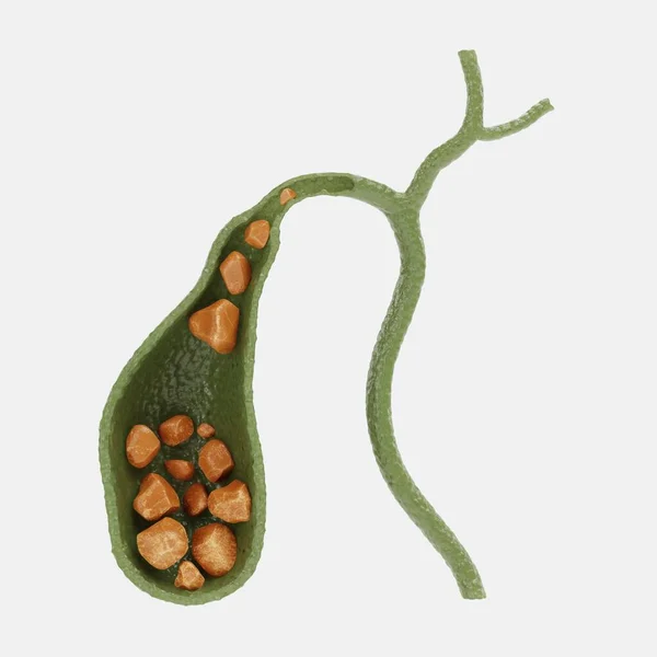 Realistic Render Gallbladder Stock Photo