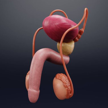 Realistic 3D Render of Male Reproductive System clipart
