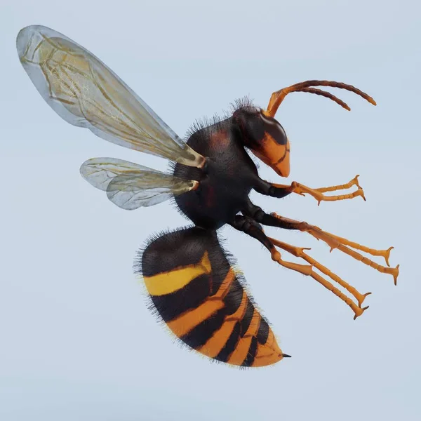 Realistic Render Asian Hornet — Stock Photo, Image