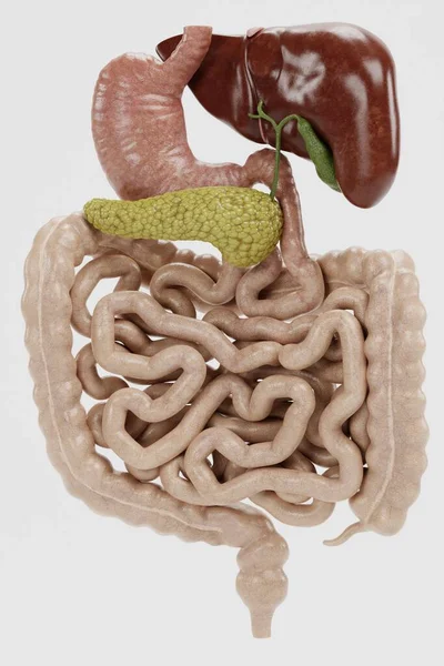 Realista Renderizado Del Sistema Digestivo Humano —  Fotos de Stock