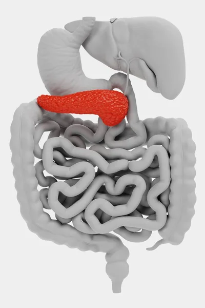 人間の消化器系の現実的な3Dレンダリング — ストック写真