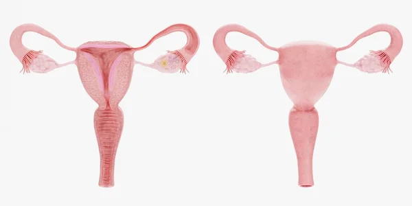 Realistisk Render Kvinnliga Reproduktiva Systemet — Stockfoto