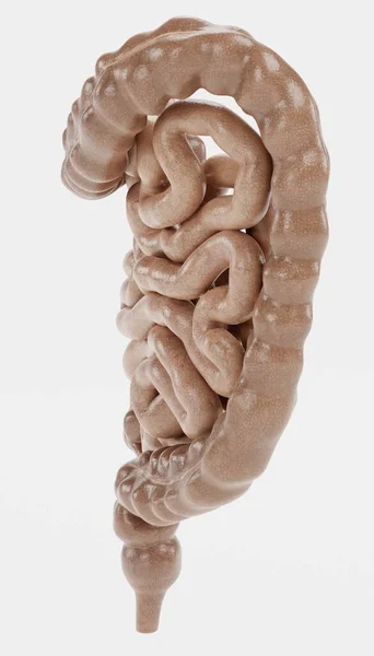腸の現実的な3Dレンダリング — ストック写真