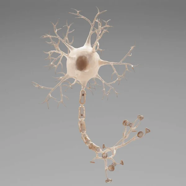 真实的 渲染的神经元 — 图库照片