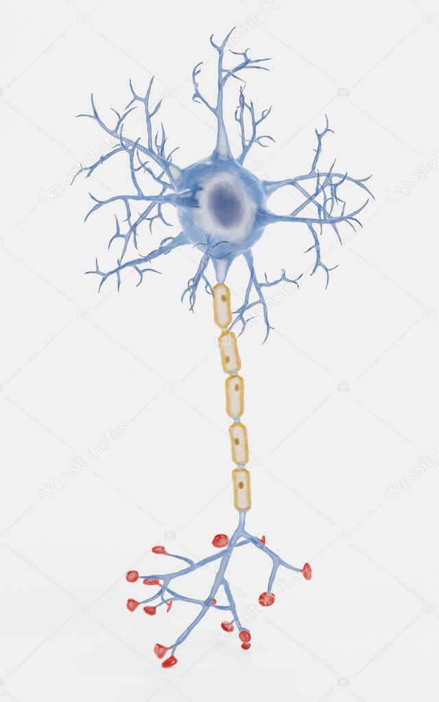 Realistic 3D Render of Neuron
