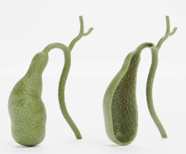 Safra kesesinin gerçekçi 3D görüntüsü