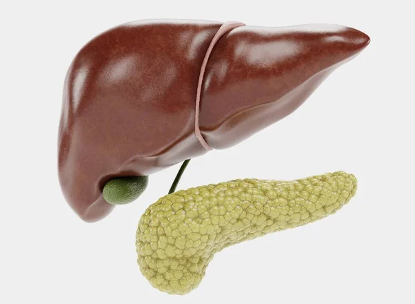 Realistic Render Human Liver Pancreas — Stock Photo, Image