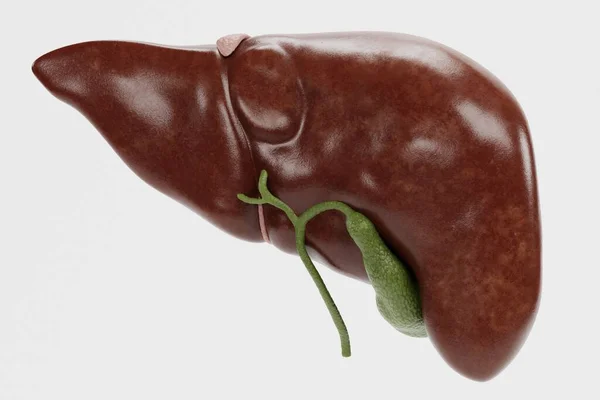 人間の肝臓の現実的な3Dレンダリング — ストック写真